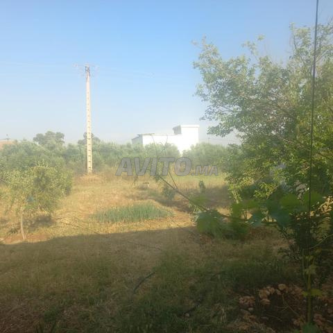 Une petite ferme à vendre - 2