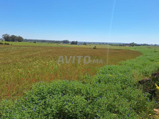Terrain agricole titré d'un hectare et demi à vendre