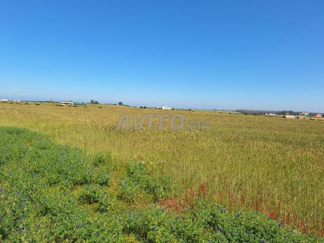 Terrain agricole titré d'un hectare et demi à vendre