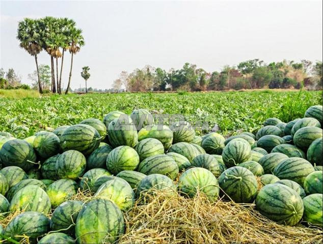 Bacs de pastèques à vendre à Taroudant