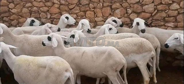 20 brebis Sardi de bonne qualité à vendre