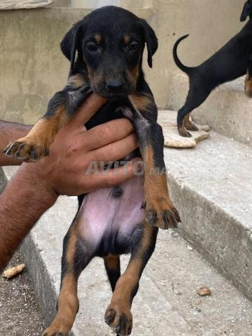 جرو دوبرمان متاح ✅🐶🐾 - 2