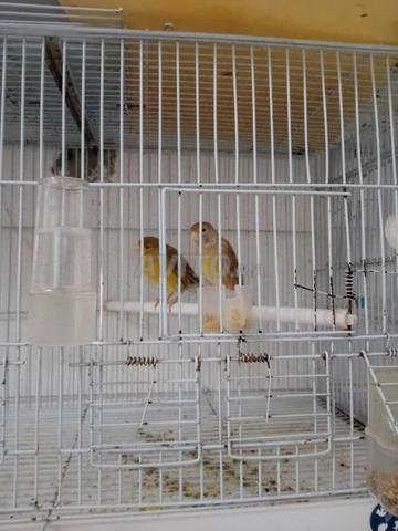 Canaris mâle et femelle Red Factor et femelle Canari Timbrado et mâle et femelle Isabel - 2