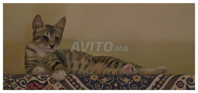 Chat cherche une famille adoptive