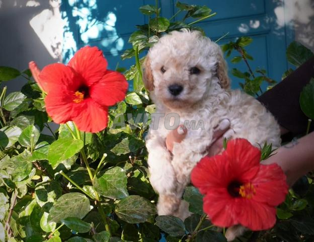 Poodle Toy Abricot - 2