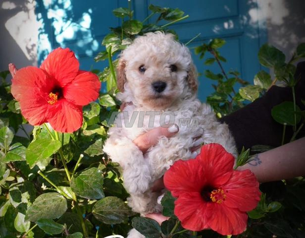 Poodle Toy Abricot