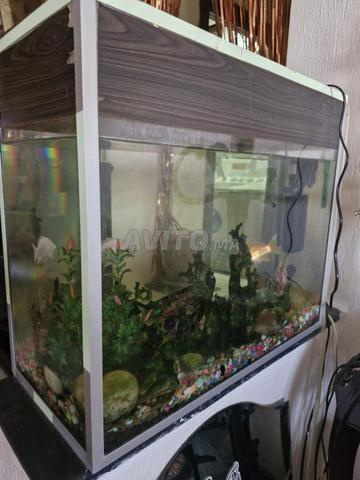 Aquarium poissons rouges - 2