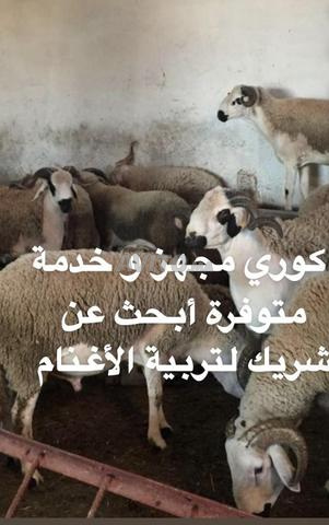 أبحث عن شريك