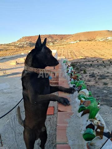Mâle Malinois