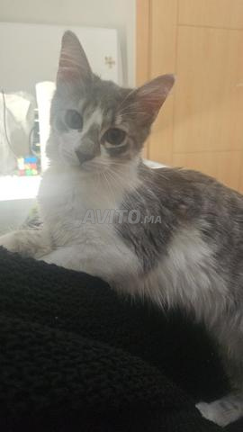 Adoption chaton vacciné