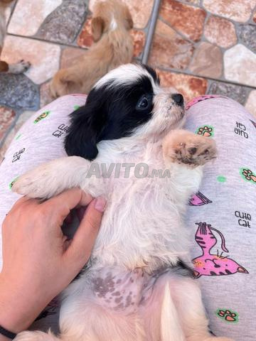 Bichon Havanais