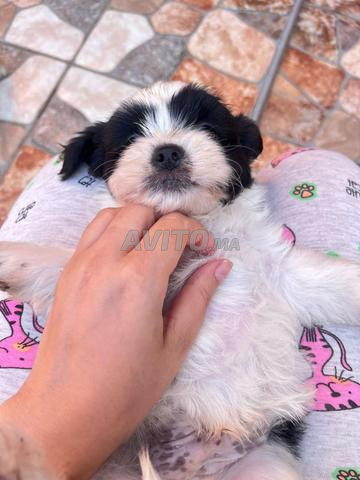 Bichon Havanais - 2