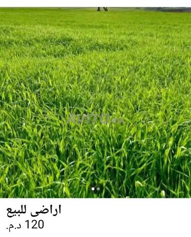 Vente de terrain agricole - 2