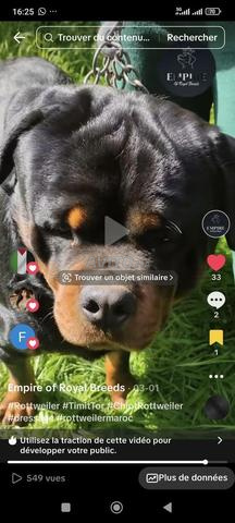 Vente de Rottweilers de Prestige Lignée Timit Tor - 2
