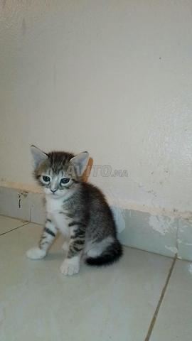 Animal de compagnie - 2