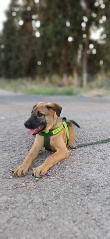 Chien de berger malinois vacciné - 2