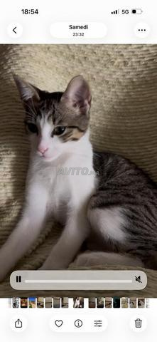 Donne chaton Tabby blanc