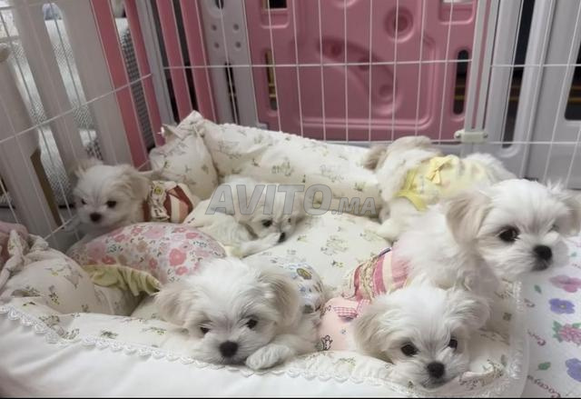 chiot nain - 2
