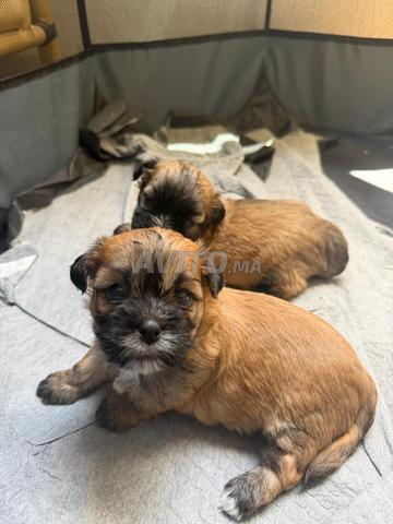 Chiots Shih Tzu - 2