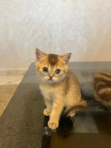 أنثى سكوتش نقية سلالة - 2