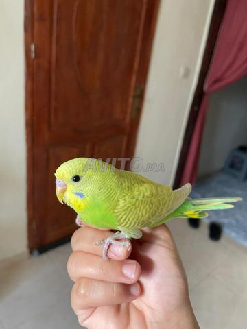 طيور بادجي مدربة - 2