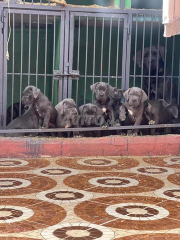 Cane Corso pedigree - 2