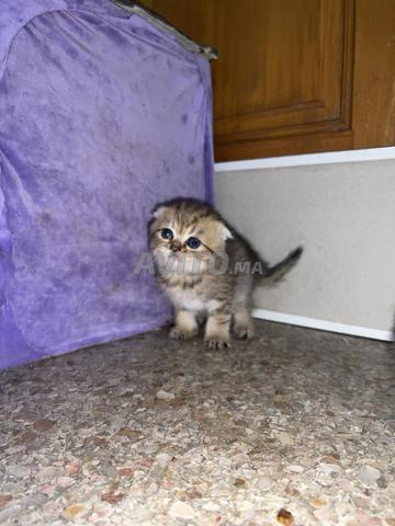Scottish fold straight - 2
