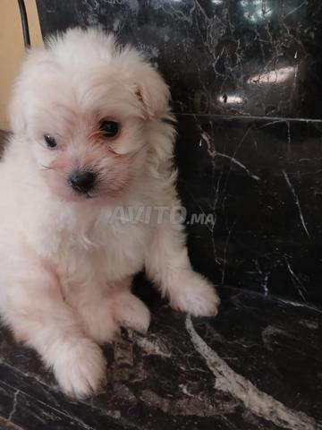 Chiot bichon Maltais - 2