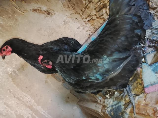 متوفر زوج من دجاج الأسترالوب الحر