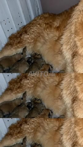 Chow Chow - 2