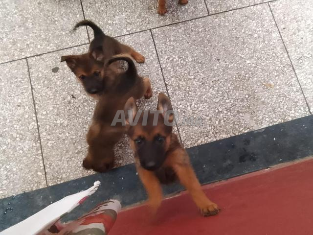 chiots malinois - 2