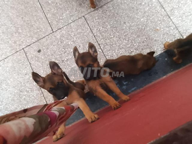 chiots malinois - 2