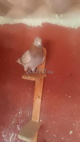 Pigeons voyageurs - 2