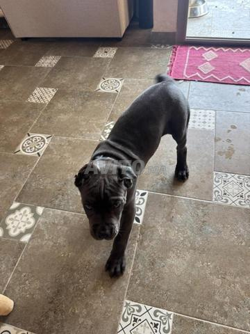 Cane corso