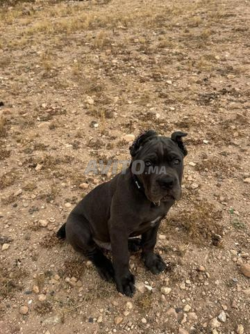 Cane corso - 2