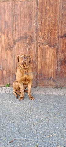 Dogue de Bordeaux - 2