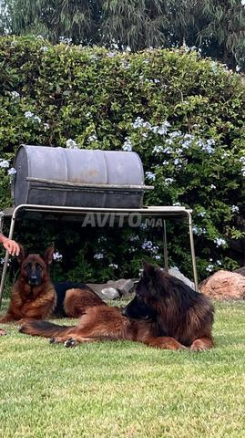 Chiots berger allemand race pure - 2