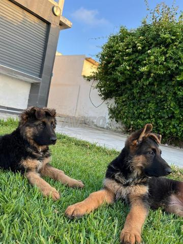 Chiots berger allemand race pure