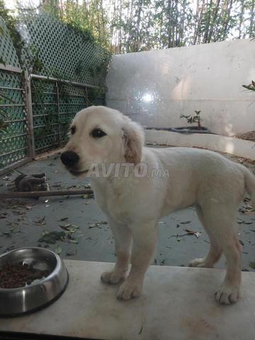 Golden Retriever - 2