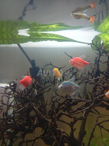Poissons d'aquarium, accessoires et plantes