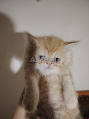 Chaton persan femelle - 2