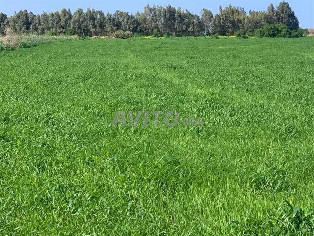 7 hectares à Had Soualem Tétouan Fonsi sur la route