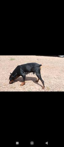 Doberman à adopter gratuitement doberman - 2
