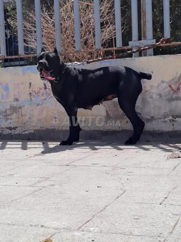 Femelle Cane Corso pure race - 2