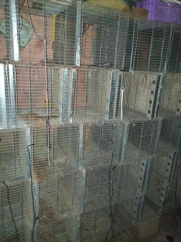 Cages à oiseaux à vendre - 2