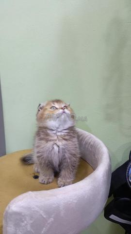 Femelle Scottish Fold - 2