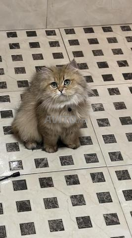 Femelle British Longhair Pedigree WCF - 2