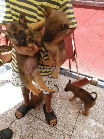 chiots malinois - 2