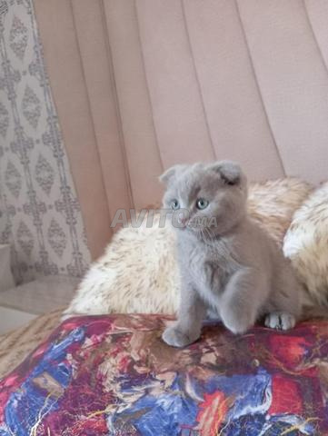 Femelle Scottish Fold - 2