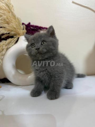 British shorthair - 2
